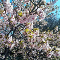 河津桜の咲き始めが早かったのに。