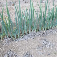 長ネギの１回目の追肥と土寄せ