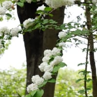 昭和記念公園【３】色々な花々