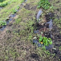 やむなく電柵････さつま芋の畝を荒らされた