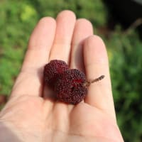 トホホ～。我が家の庭がヤマモモでグチャグチャに～。