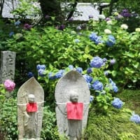 矢田寺 紫陽花