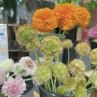 ちょっと不思議なステルンクーゲル🌼