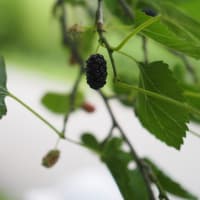 森へお散歩