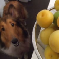 花の岡 ハナと暮らす日々 花の岡 ハナと暮らす日々