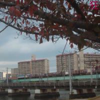 初冬の名島橋