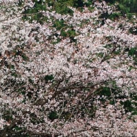 早咲きの 山桜見て 感謝する 霞む満開 ソフトフォーカス