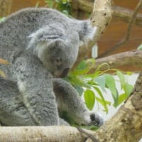埼玉県こども動物自然公園で動物さんに癒される　その５　最終回