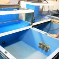 水槽の清掃でお魚いきいき♪