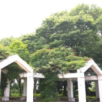 庄内緑地公園　今年のハスの花とバラ＆ノーゼンカズラ他
