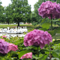 はなさき公園「紫陽花とメタセコイア」