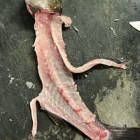 昼ごはん