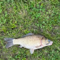 5月29日の鯉釣り