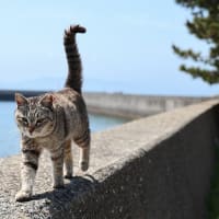 九州F島の猫たち　2025年4月　その7