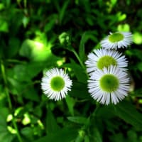 今年も岩湧山に笹百合が咲きました。その1　　2024年6月20日