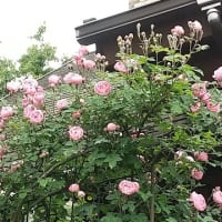 夏！？