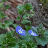 小さな小さなお花