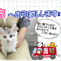 マンチカンちゃん、お引越しします…。。