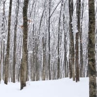 雪の中の、美人林。