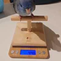 サングラスのレンズがなくなりました