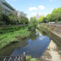 いたち川ほんの少し　大いたち橋から城山橋までを歩く