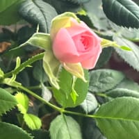 赤ちゃん薔薇🌹