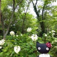 紫陽花まつり と 小さなカフェ