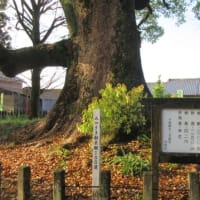 上穂北のクス