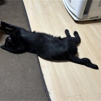飛べ　めけｗ