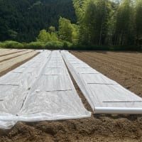大豆種まき始める