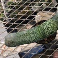 ありがとうございます