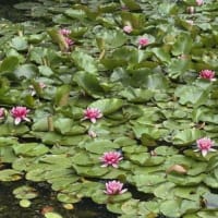 八郎沼をピンクに染める  “スイレン” の花 ．．．