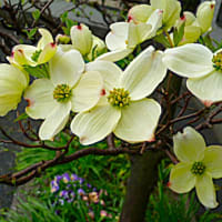 エンドウの花は赤紫
