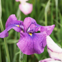 ショウブの花咲く、佐々町の皿山公園　2025/6/7
