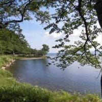 海津大崎の(葉)桜並木 in 滋賀県高島市マキノ町
