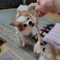 暑くなりましたね