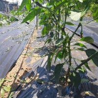 とうがらし芽欠き