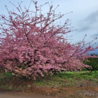 「春色に～河津桜」