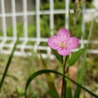 お花巡りのお散歩