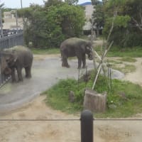 白浜パンダ結浜（ゆいひん）の後ろ姿。4頭全部カワイイ！