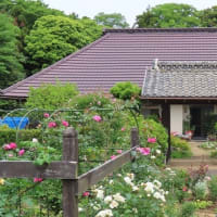 300坪の花園