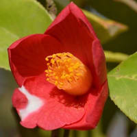 鉢植えの椿（１４）「祝の盃」