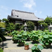 平塚の蓮寺として人気高い「松雲山要法寺」