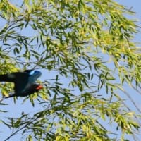 久々ブッポウソウの様子見、こんにちわです