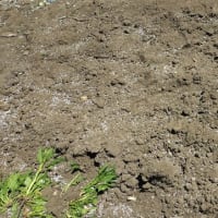 菜園の施肥と耕耘