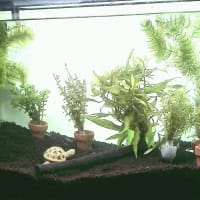 メダカ水槽大