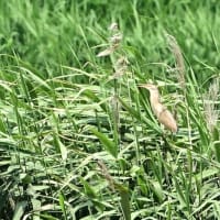 出会いの少ない、今期のヨシゴイ。