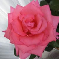 資生堂のパフュームになるほど　豊かで気品ある香り　芳純　薔薇