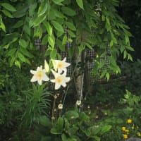 紫陽花