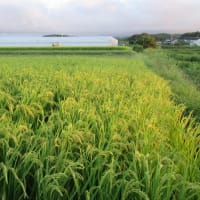 歳と共に暗くなる夫。